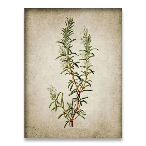 Affiche  Botanique vintage