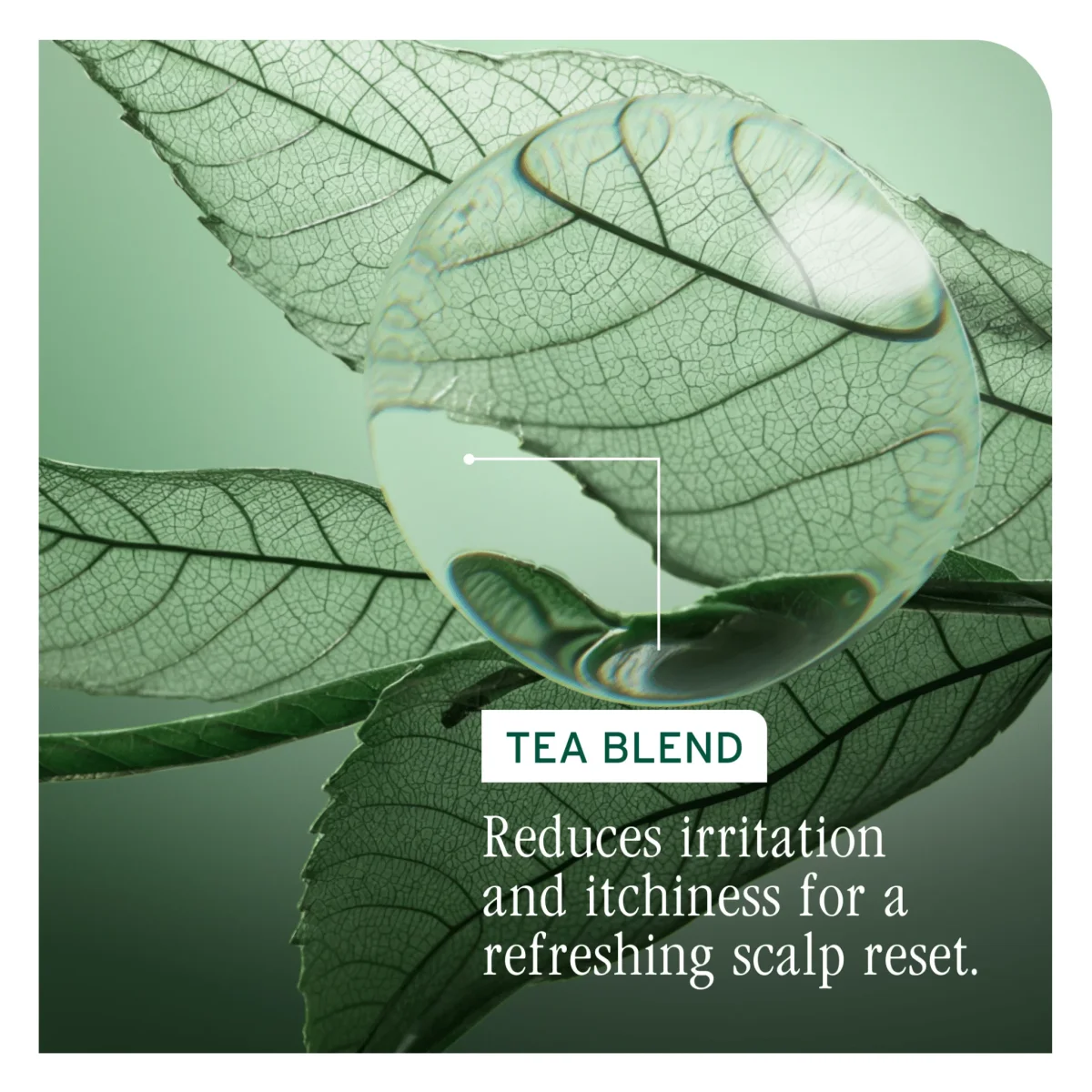 Biolage. Shampoing Anti-Pelliculaire Scalp Sync - 400 ml – Image 5